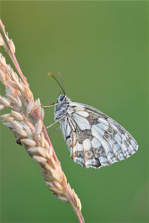 simsearch:841-06345488,k - Close-up of Marbled White Butterfly (Melanargia galathea) on Grass Stalk in Meadow in Early Summer, Bavaria, Germany Photographie de stock - Rights-Managed, Code: 700-07707668