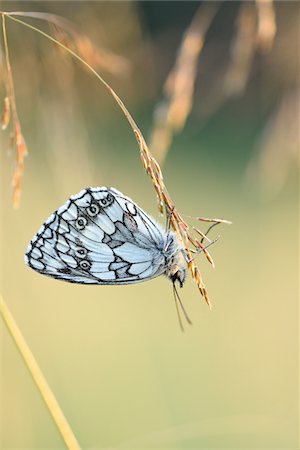 simsearch:841-06345488,k - Close-up of Marbled White Butterfly (Melanargia galathea) on Grass Stalk in Meadow in Early Summer, Bavaria, Germany Photographie de stock - Rights-Managed, Code: 700-07707669