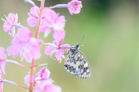 simsearch:841-06345488,k - Close-up of Marbled White Butterfly (Melanargia galathea) on Fireweed (Chamerion angustifolium) Blossom in Meadow in Early Summer, Bavaria, Germany Photographie de stock - Rights-Managed, Code: 700-07707671
