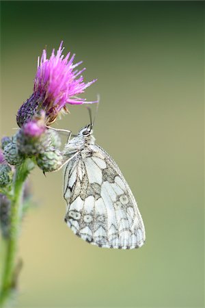 simsearch:841-06345488,k - Close-up of Marbled White Butterfly (Melanargia galathea) on Creeping Thistle (Cirsium arvense) Blossom in Meadow in Early Summer, Bavaria, Germany Photographie de stock - Rights-Managed, Code: 700-07707673