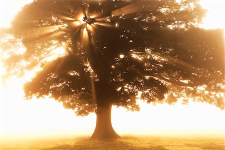 quercus sp - English Oak Tree in Mist at Sunrise Stock Photo - Rights-Managed, Code: 700-07729960