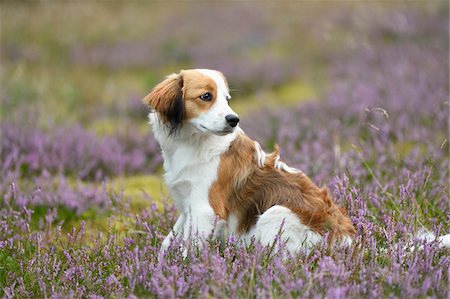 puppies - Close-up portrait of a Kooikerhondje puppy sitting in an erica meadow in summer, Upper Palatinate, Bavaria, Germany Stock Photo - Rights-Managed, Code: 700-07734394
