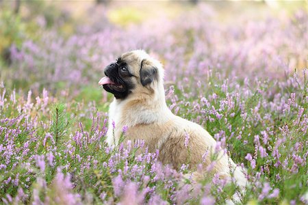 Portrait of Young Chug (Pug and Chihuahua mix) in Common Heather (Calluna vulgaris) in Late Summer, Upper Palatinate, Bavaria, Germany Stock Photo - Rights-Managed, Code: 700-07769842