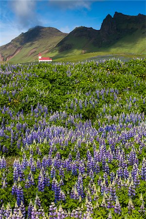purple mountains - Scenic view of spring lupins in field with church on mountain side in background, Vik, Iceland Stock Photo - Rights-Managed, Code: 700-07760032