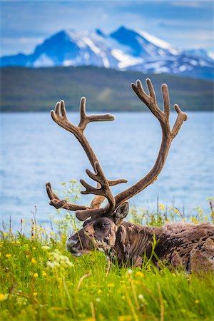 Reindeer lying in Grass by Lake, Tromso, Norway Stock Photo - Rights-Managed, Code: 700-07784035