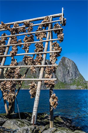 Drying Cod Fish Heads, Sakrisoy, Moskenesoya, Lofoten Archipelago, Norway Stock Photo - Rights-Managed, Code: 700-07784322