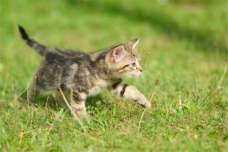 perception - Close-up of a domestic cat (Felis silvestris catus) kitten on a meadow in summer, Upper Palatinate, Bavaria, Germany Stock Photo - Rights-Managed, Code: 700-07783768