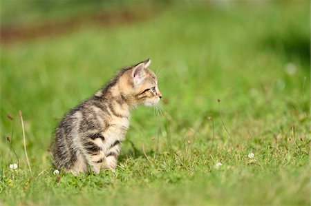 simsearch:700-06512681,k - Close-up of Domestic Cat (Felis silvestris catus) Kitten on Meadow in Summer, Bavaria, Germany Stock Photo - Rights-Managed, Code: 700-07783965