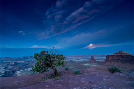 Utah Juniper Pine and the Green River Overlook at moonset, Canyonlands National Park, Utah, USA Stock Photo - Rights-Managed, Code: 700-07802579