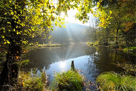 fall trees lake - Pond with Sun in Autumn, Neudahner Weiher, Moosbach, Dahn, Dahner Felsenland, Pfalzerwald, Rhineland-Palatinate, Germany Stock Photo - Rights-Managed, Code: 700-07945005