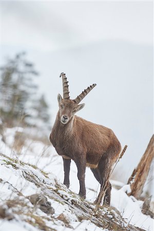 Close-up of an Alpine ibex (Capra ibex) in the Alps of Austria in winter, Styria, Austria Stock Photo - Rights-Managed, Code: 700-08007003