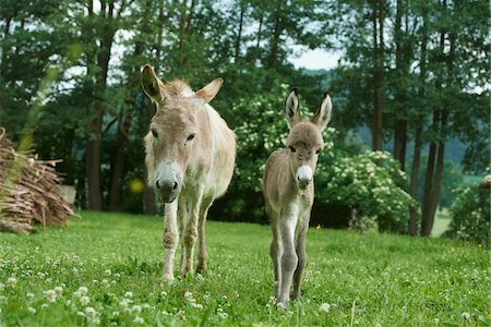 simsearch:700-07435047,k - Portrait of Donkey (Equus africanus asinus) Mother with 8 hour old Foal on Meadow in Summer, Upper Palatinate, Bavaria, Germany Stock Photo - Rights-Managed, Code: 700-08082842