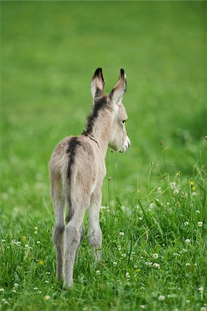 simsearch:700-07435047,k - Close-up of 8 hour old Donkey (Equus africanus asinus) Foal on Meadow in Summer, Upper Palatinate, Bavaria, Germany Stock Photo - Rights-Managed, Code: 700-08102789