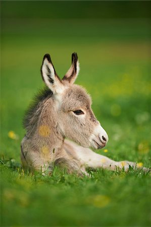 foal - Portrait of 8 hour old Donkey (Equus africanus asinus) Foal on Meadow in Summer, Upper Palatinate, Bavaria, Germany Stock Photo - Rights-Managed, Code: 700-08102791