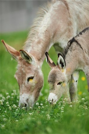 simsearch:700-08102955,k - Close-up of Mother Donkey (Equus africanus asinus) with 8 Hour Old Foal on Meadow in Summer, Upper Palatinate, Bavaria, Germany Stock Photo - Rights-Managed, Code: 700-08102854