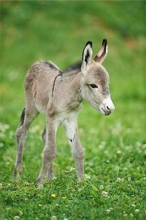 simsearch:700-08102955,k - Portrait of 8 Hour Old Donkey (Equus africanus asinus) Foal on Meadow in Summer, Upper Palatinate, Bavaria, Germany Stock Photo - Rights-Managed, Code: 700-08102853