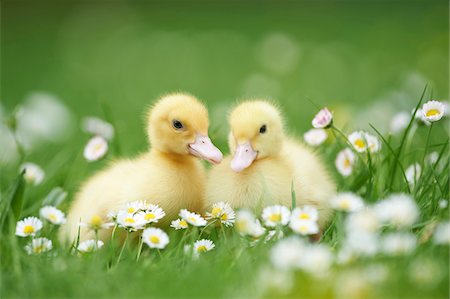 Muscovy Ducklings (Cairina moschata) on Meadow in Spring, Upper Palatinate, Bavaria, Germany Photographie de stock - Rights-Managed, Code: 700-08102939