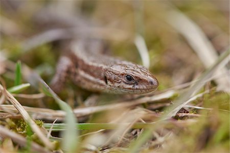 simsearch:700-08102955,k - Close-up of Iberian Wall Lizard (Podarcis hispanica) in Meadow in Spring, Franconia, Bavaria, Germany Stock Photo - Rights-Managed, Code: 700-08116825