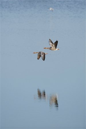 simsearch:700-08102955,k - Portrait of Flying Greylag Geese (Anser anser) in Spring, Franconia, Bavaria, Germany Stock Photo - Rights-Managed, Code: 700-08116827