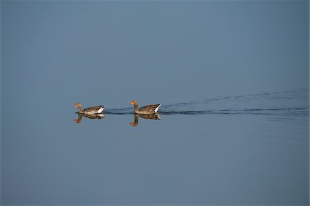 simsearch:700-08102955,k - Portrait of Two Swimming Greylag Geese (Anser anser) in Spring, Franconia, Bavaria, Germany Stock Photo - Rights-Managed, Code: 700-08116829