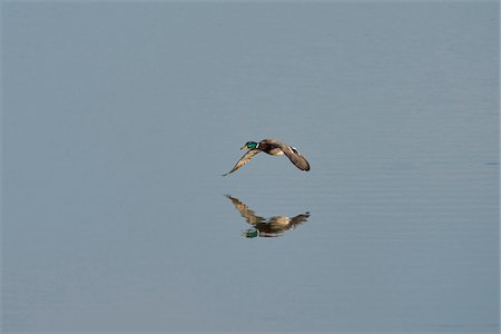 simsearch:700-08102955,k - Portrait of Flying Mallard Duck in Spring, Franconia, Bavaria, Germany Stock Photo - Rights-Managed, Code: 700-08116830