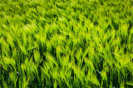 Close-up of green, wheat field, Lower Slaughter, Gloucestershire,  The Cotswolds, England, United Kingdom Stock Photo - Rights-Managed, Code: 700-08122135