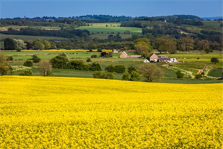 simsearch:841-07540502,k - Canola field and farmland, Gloucestershire, The Cotswolds, England, United Kingdom Stock Photo - Rights-Managed, Code: 700-08122136
