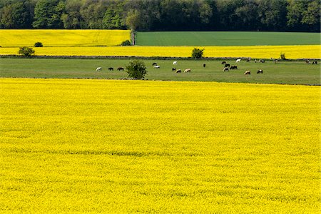 simsearch:841-07783088,k - Canola filed and cows grazing, Gloucestershire, The Cotswolds, England, United Kingdom Stock Photo - Rights-Managed, Code: 700-08122137