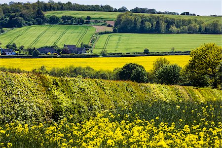 simsearch:841-07783088,k - Farmland and countryside, Lower Slaughter, Gloucestershire,  The Cotswolds, England, United Kingdom Stock Photo - Rights-Managed, Code: 700-08122131