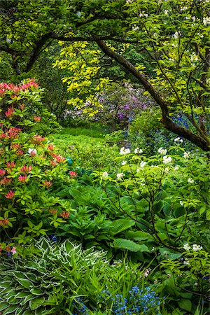 Flowering shrubs and trees, Hidcote Manor Garden, Hidcote Bartrim, near Chipping Campden, Gloucestershire, The Cotswolds, England, United Kingdom Foto de stock - Con derechos protegidos, Código: 700-08122169