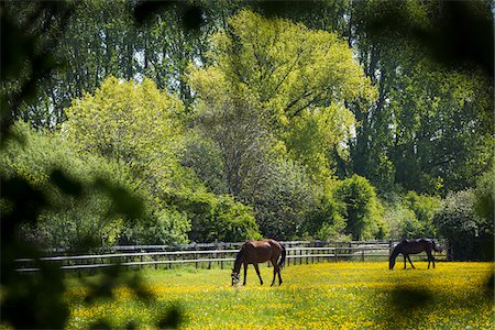 simsearch:700-04424933,k - Horses grazing in field, Lower Slaughter, Gloucestershire, The Cotswolds, England, United Kingdom Stock Photo - Rights-Managed, Code: 700-08122173