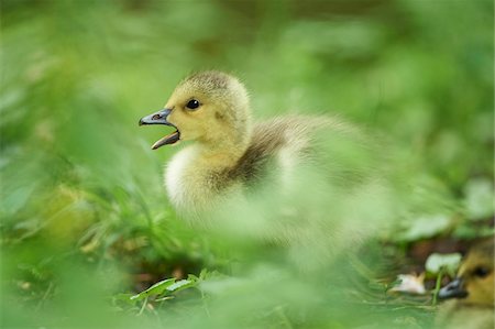 simsearch:700-08102955,k - Close-up of a Canada goose (Branta canadensis) chick on a meadow in spring, Bavaria, Germany Stock Photo - Rights-Managed, Code: 700-08122185