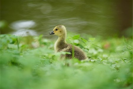 Close-up of a Canada goose (Branta canadensis) chick on a meadow in spring, Bavaria, Germany Stock Photo - Rights-Managed, Code: 700-08122189