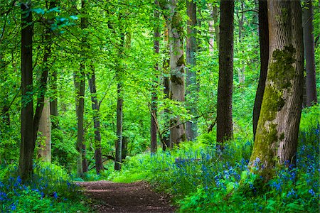 picture of vegetation of europe - Chipping Campden, Gloucestershire, Cotswolds, England, United Kingdom Stock Photo - Rights-Managed, Code: 700-08145795