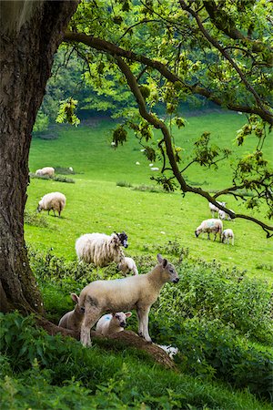 domestic sheep - Sheep on Pasture, Chipping Campden, Gloucestershire, Cotswolds, England, United Kingdom Stock Photo - Rights-Managed, Code: 700-08145792