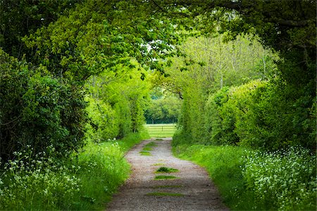 english - Tree-lined road, Manningtree, Essex, England, United Kingdom Stock Photo - Rights-Managed, Code: 700-08145858