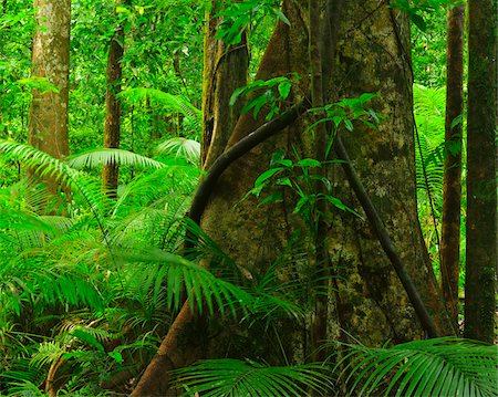 simsearch:841-05960849,k - Tree in Daintree Rainforest, Mossman Gorge, Daintree National Park, Queensland, Australia Stock Photo - Rights-Managed, Code: 700-08146039