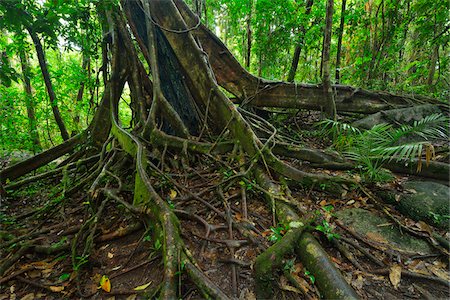 simsearch:841-05960849,k - White Fig (Ficus virens) Tree Trunk and Roots, Daintree Rainforest, Daintree National Park, Queensland, Australia Stock Photo - Rights-Managed, Code: 700-08146047