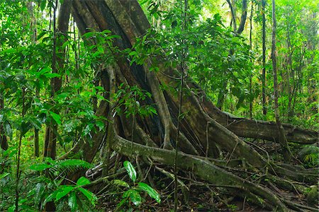 simsearch:841-05960849,k - White Fig (Ficus virens) Tree Trunk and Roots, Daintree Rainforest, Daintree National Park, Queensland, Australia Stock Photo - Rights-Managed, Code: 700-08146049