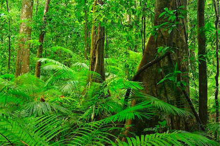 simsearch:841-05960849,k - Trees in Rainforest, Daintree Rainforest, Mossman Gorge, Daintree National Park, Queensland, Australia Stock Photo - Rights-Managed, Code: 700-08146040
