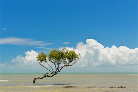 queensland - Mangrove Tree in Sea, Clairview, Isaac Region, Queensland, Australia Foto de stock - Con derechos protegidos, Código: 700-08146062