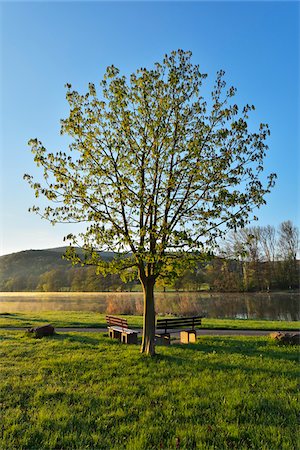 simsearch:600-04424934,k - Chestnut Tree with Benches by River Main in Spring, Collenberg, Lower Franconia, Spessart, Miltenberg District, Bavaria, Germany Stock Photo - Rights-Managed, Code: 700-08146256
