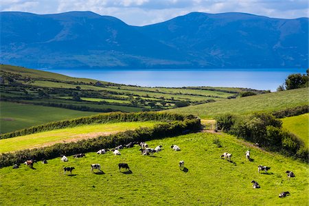 dingle peninsula - Scenic overview of farmland with cows grazing in field, near Dingle, County Kerry, Ireland Stock Photo - Rights-Managed, Code: 700-08146438