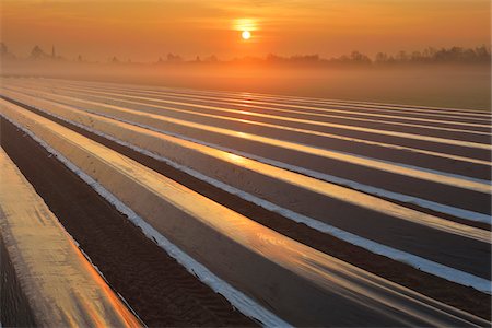 strip - Covered Asparagus Field at Sunrise with Morning Mist, Dieburg, Darmstadt-Dieburg-District, Hesse, Germany Stock Photo - Rights-Managed, Code: 700-08146507
