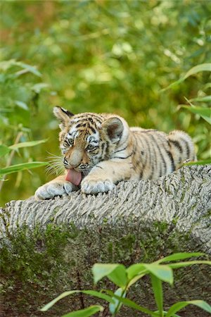 Close-up portrait of a Siberian tiger (Panthera tigris altaica) cub licking its paw, in late summer, Germany Foto de stock - Con derechos protegidos, Código: 700-08209944