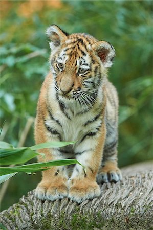 Portrait of Siberian Tiger Cub (Panthera tigris altaica) in Late Summer, Germany Stock Photo - Rights-Managed, Code: 700-08210079