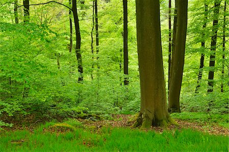 simsearch:841-06500564,k - Beech Trees in Forest, Miltenberg, Miltenberg-District, Churfranken, Franconia, Bavaria, Germany Stock Photo - Rights-Managed, Code: 700-08225292