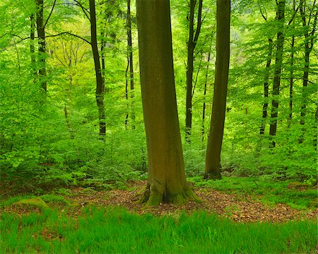 Beech Trees in Forest, Miltenberg, Miltenberg-District, Churfranken, Franconia, Bavaria, Germany Photographie de stock - Rights-Managed, Code: 700-08225293