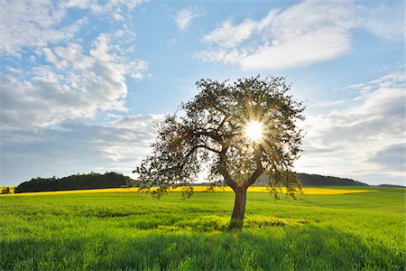 simsearch:600-06505706,k - Blooming Apple Tree in Grain Field with Sun in Spring, Reichartshausen, Amorbach, Odenwald, Bavaria, Germany Stock Photo - Rights-Managed, Code: 700-08225300