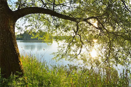 simsearch:600-07844441,k - Sun Shines through Tree on the Shoreline of a Lake, Niedernberg, Miltenberg-District, Churfranken, Franconia, Bavaria, Germany Stock Photo - Rights-Managed, Code: 700-08225317